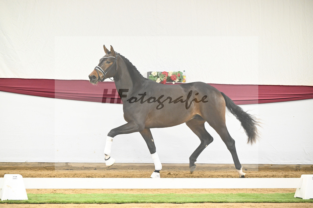 Kat-Nr. 139 Escolar x Rubin-Royal_2M2 Horese I Bastad AB_47250321 | hf-fotografie - Realisiert mit Pictrs.com