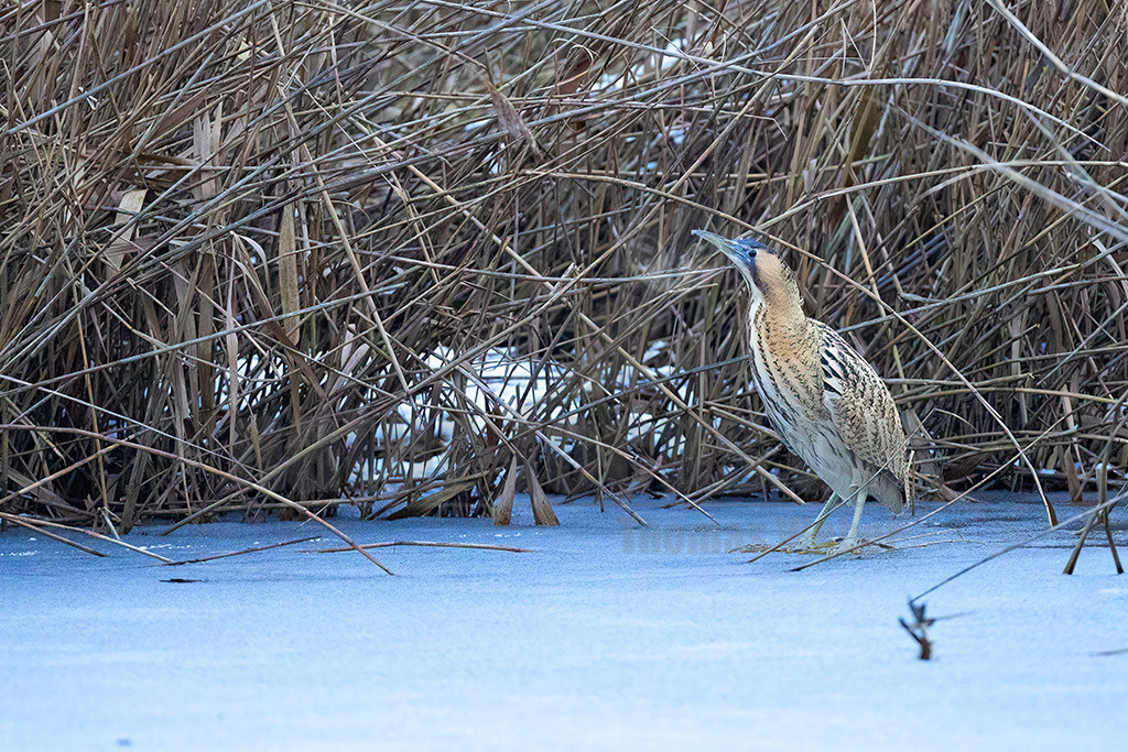 R6NF2755_20240116 | Die Rohrdommel lebt in Wassernähe, versteckt in großen Schilf- und Röhrichtbeständen. In Westdeutschland ist sie weitgehend verschwunden, im Osten gibt es noch einige hundert Brutpaare, allerdings mit abnehmender Tendenz. Dank ihres braun gemusterten Gefieders ist die Rohrdommel im Schilf bestens getarnt. Sie ist vor allem dämmerungs- und nachtaktiv. Während der Balz gibt das Männchen einen dumpfen Ton von sich, der an ein Nebelhorn erinnert und in bis zu fünf Kilometern Entfernung zu hören ist. - Realisiert mit Pictrs.com