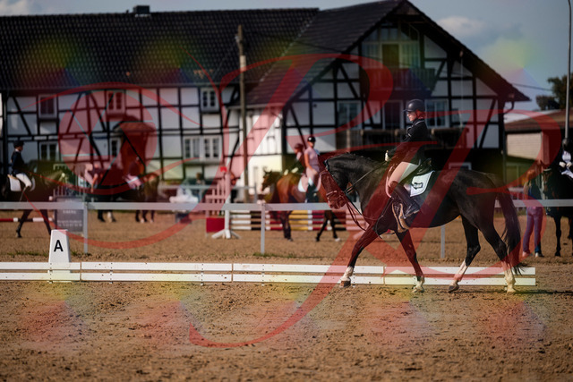 2026_10_03_Siefer-Hof_121445_Z63_39976253 | Professionelle Reitsport-, Turnier- und Eventfotografie von Robert Broda. Galerien mit ausgewählten und bearbeiteten Bildern direkt online ansehen und bestellen.