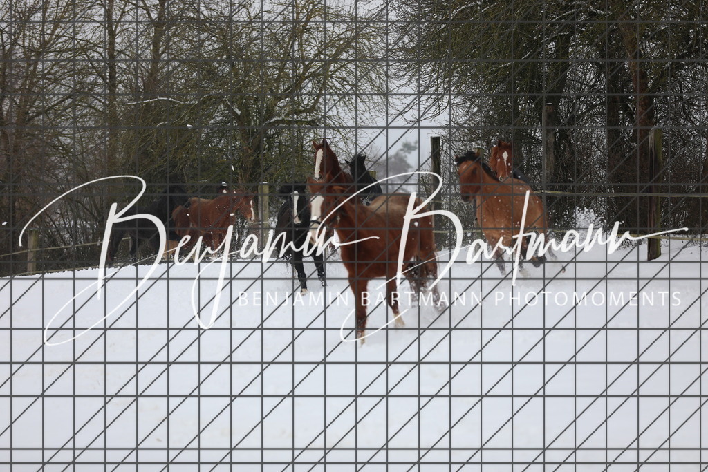 AZ2A3285 | Benjamin Bartmann Photomoments