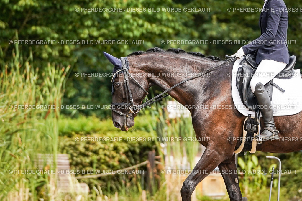 DSC01906 | Pferdegrafie