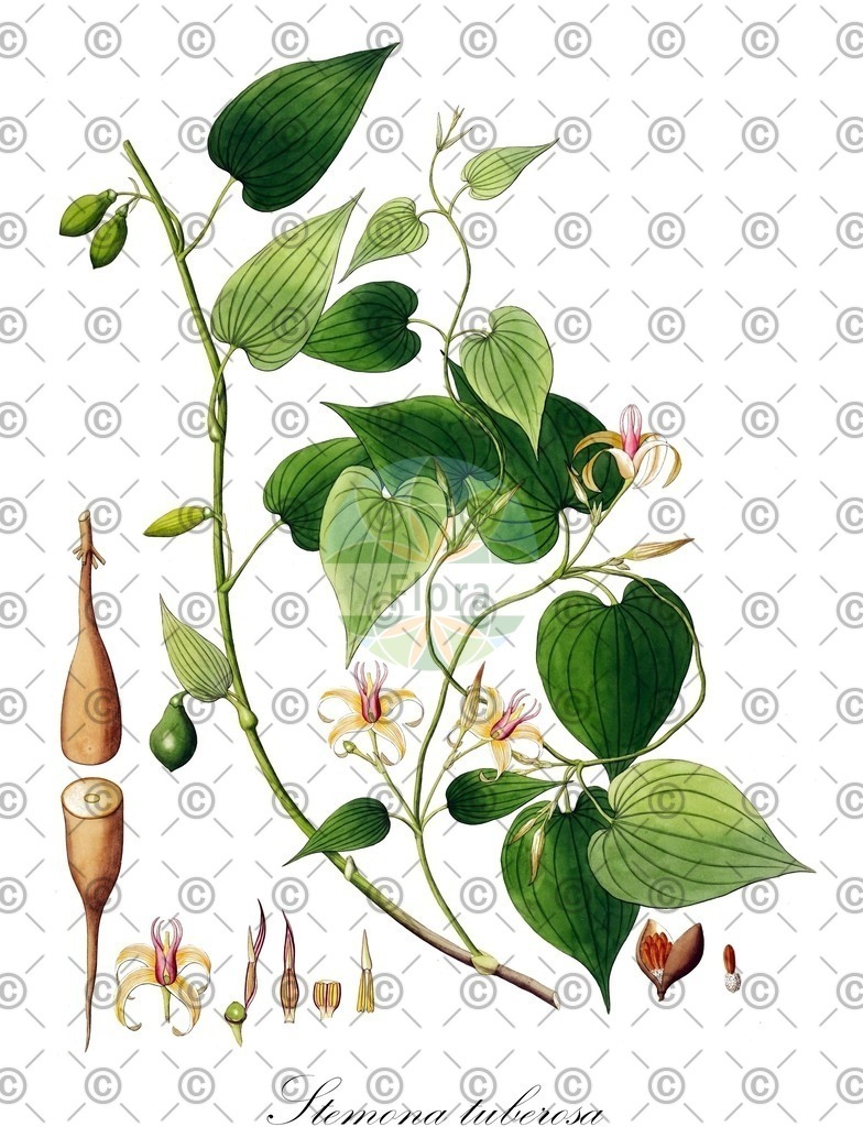 HistAbb_wfo-0000499276_1_ENZY_Simple | Historische Abbildung von Stemona tuberosa - Stemonaceae | Historical Illustration of Stemona tuberosa - Stemonaceae