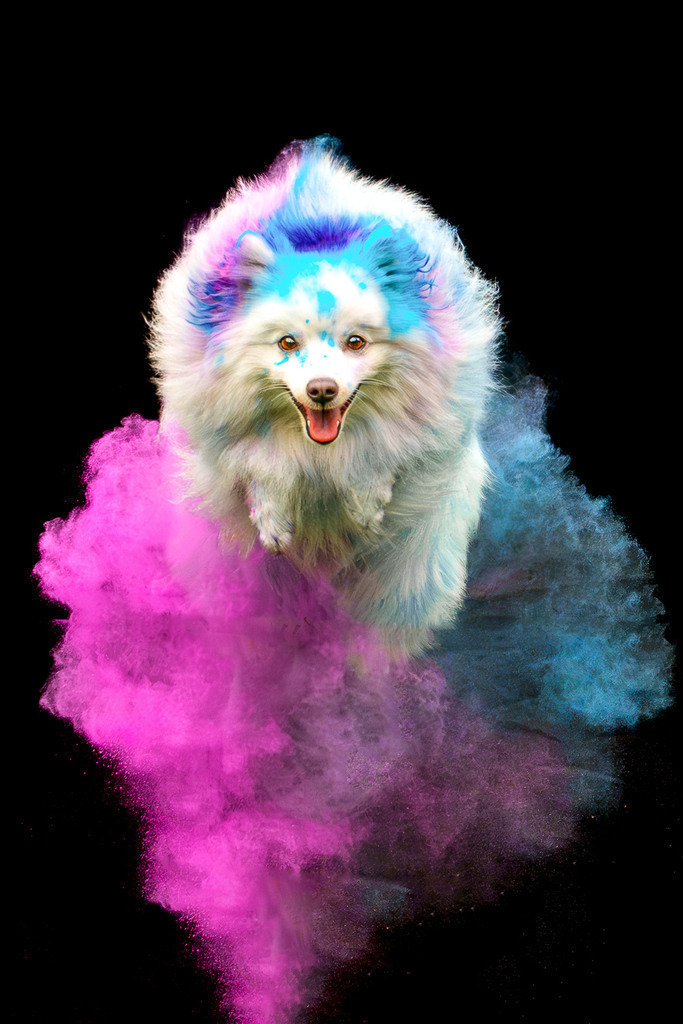 allesWIRTHgut Tierfotografie - 7IV00809-Verbessert-RR-Bearbeitet | Professionelle Tierfotografie in Mönchengladbach von Daniel Wirth (allesWIRTHgut). Liebevolle & natürliche Bilder von Hunden & Katzen für unvergessliche Erinnerungen.