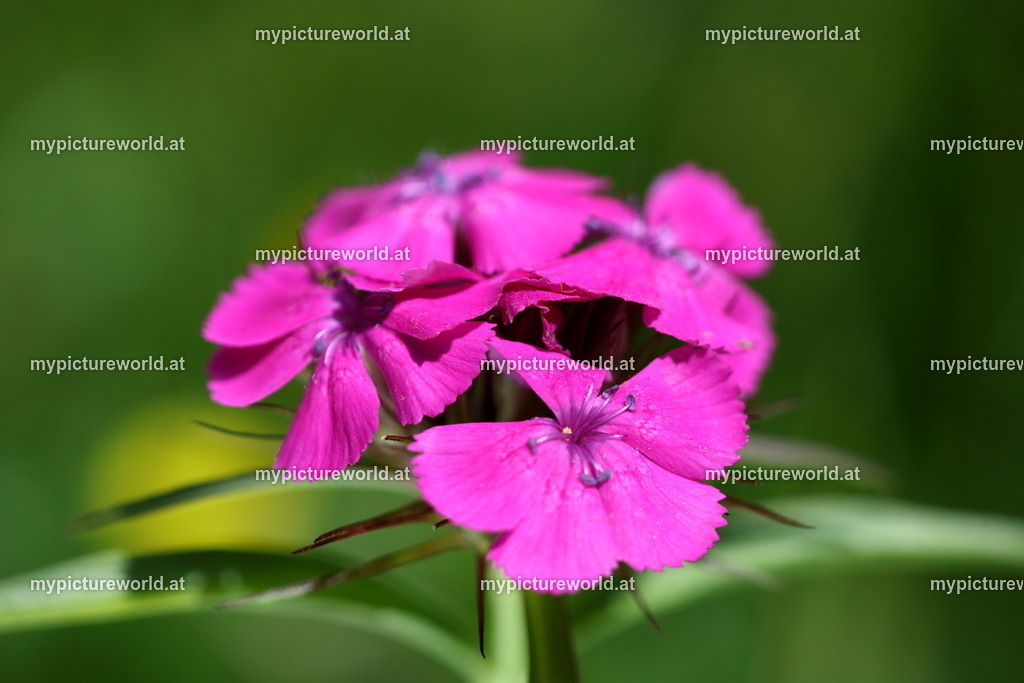 Bartnelke-001 | Das Bilderarchiv über Tiere, Planzen und Landschaften. In der Bilddatenbank finden Sie ein große Auswahl an hochwertigen Bilder für Ihre Werbung - Realisiert mit Pictrs.com