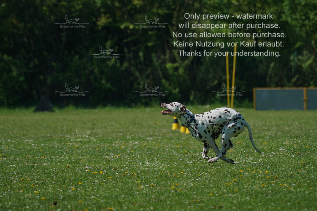 Sa_Gehorsam_Vormittag-142 | stephaniefillaphotographie - Realisiert mit Pictrs.com