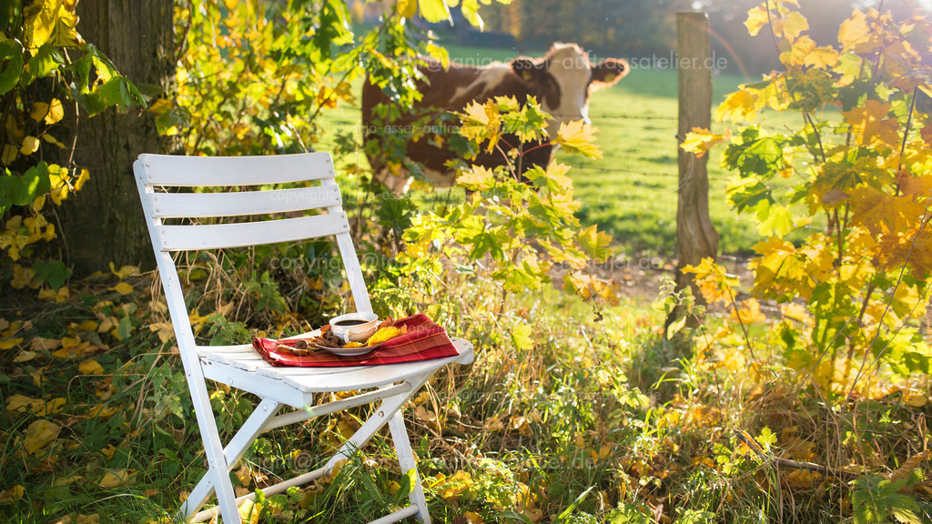Kleine Auszeit mit Kaffee und interessierter Kuh | Traumhafte Herbstlandschaft mit Kuh - Stuhl wartet mit Tasse Kaffee, aufgenommen in Brilon am Hölsterloh