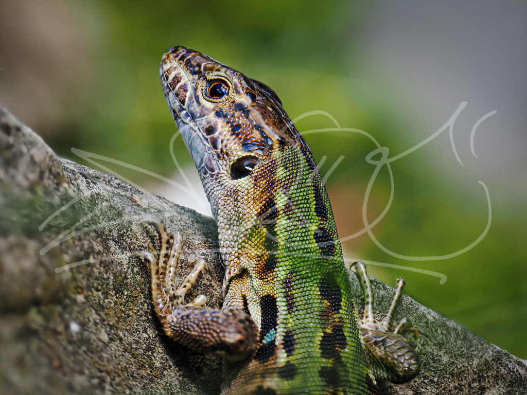 PA020099 | Naturschönheiten aus Deutschland. Pflanzen und Tiere, Insekten und Naturschauspiele. Alle schönen Details, die uns umgeben, fotografiert von Michi Moc.  - Realisiert mit Pictrs.com