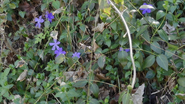 Großes Immergrün | Verkauf von Fotos und  Videoclips zumThema Natur.Motive sind Pflanzen, Tiere, Landschaftenund Wetter - Realisiert mit Pictrs.com