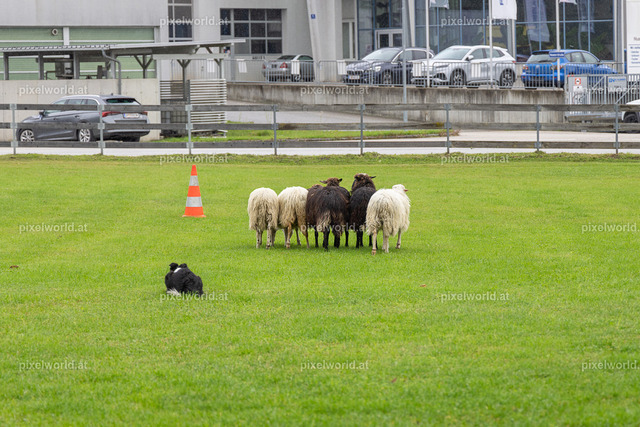 SchaZie-Tag Feldkirchen | Bildershop von pixelworld.at - Realisiert mit Pictrs.com