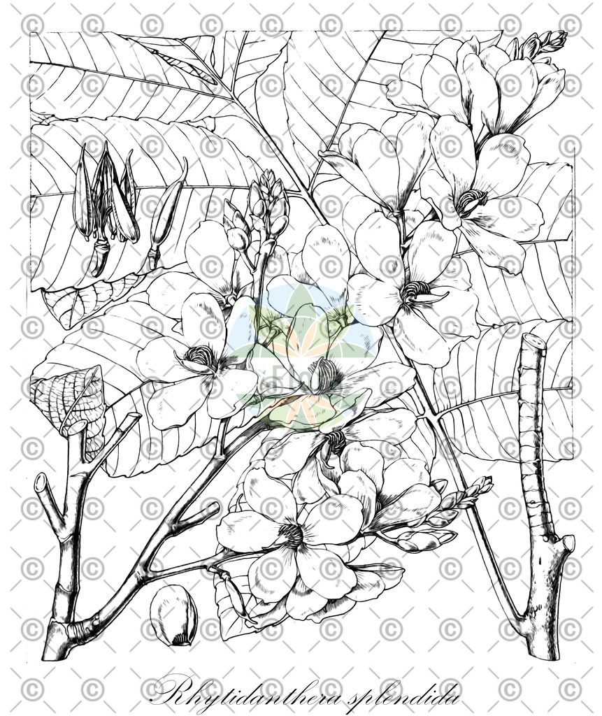 HistAbb_wfo-0001174859_1_ENZY_Simple | Historische Abbildung von Rhytidanthera splendida - Ochnaceae | Historical Illustration of Rhytidanthera splendida - Ochnaceae
