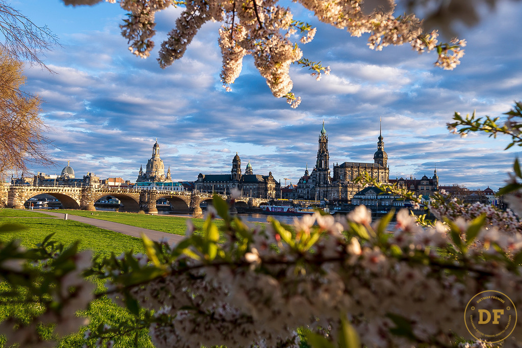 9320-TOP-Baum-Canalettoview-L | Geschenke, Wandbilder und Accessoires mit Motiven aus Dresden und anderen schönen Orten zur Verschönerung Deines zu Hauses und zum verschenken gewünscht? Wähle Deine Lieblingsbild auf dem Produkt Deiner Wahl. 