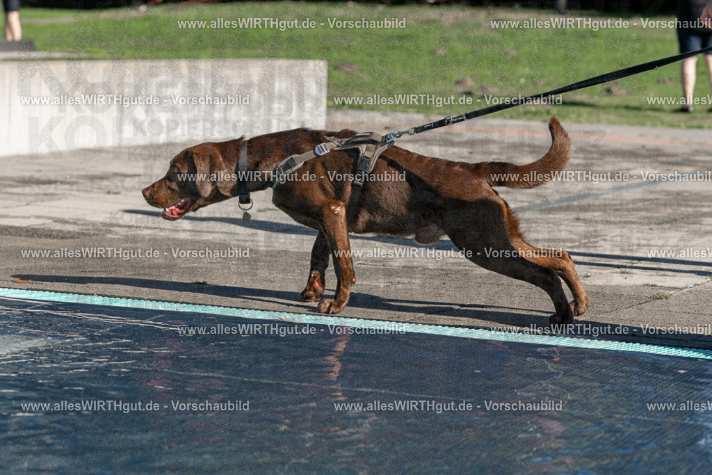 Hundeschwimmen_Volksbad_2026-allesWIRTHgut_Tierfotografie-2609061037-FAY05952 | Professionelle Tierfotografie in Mönchengladbach von Daniel Wirth (allesWIRTHgut). Liebevolle & natürliche Bilder von Hunden & Katzen für unvergessliche Erinnerungen.