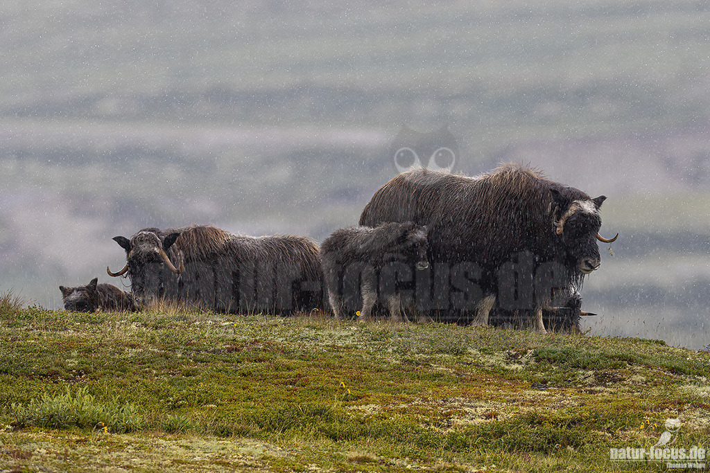R5NF1217-20230727 | Der Moschusochse, auch als Bisamochse oder Schafsochse bezeichnet, ist ein Paarhufer aus der Unterfamilie der Antilopinae; innerhalb derer gehört er in die Verwandtschaftsgruppe der Ziegenartigen. - Realisiert mit Pictrs.com