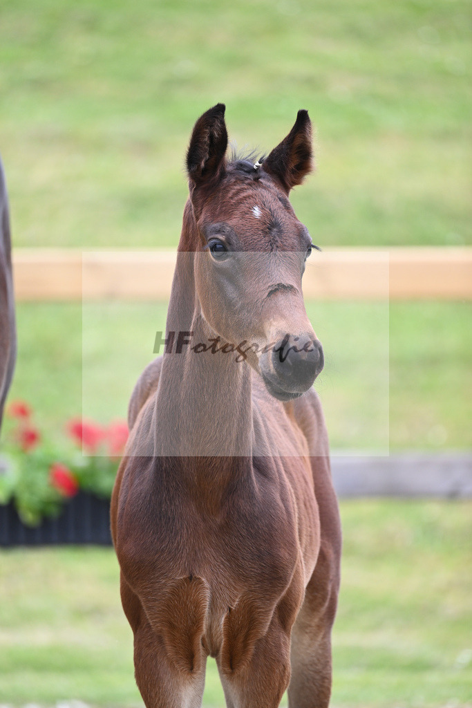 Kat-Nr. 32 SF Donthargos_Sanladerer_17230688 | hf-fotografie - Realizzato con Pictrs.com