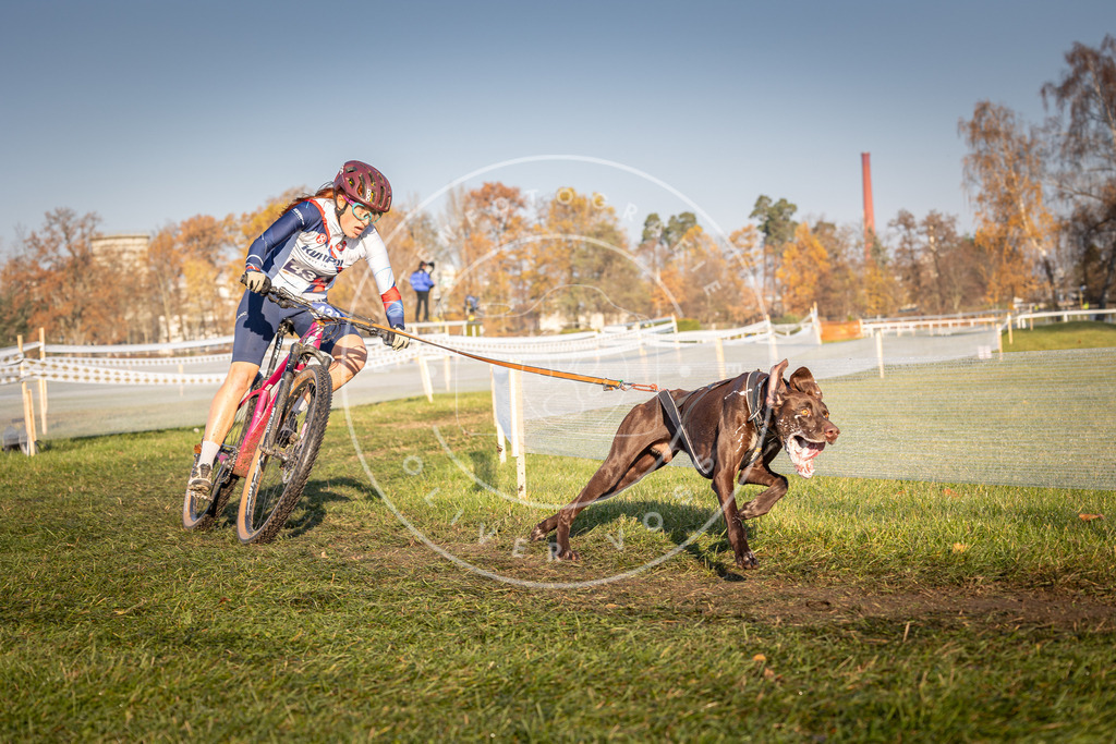 CaniXpix_0L8A4296 | Hundefotografie, Tierfotograf, Pfotenfotografie, Fotoshooting Hund, Hunde Portrait, Hundesport, Hundeportraits, Heideshooting, Hunde, Sportfotograf, Hundefotograf, Turnierhundsport, THS,  - Realisiert mit Pictrs.com