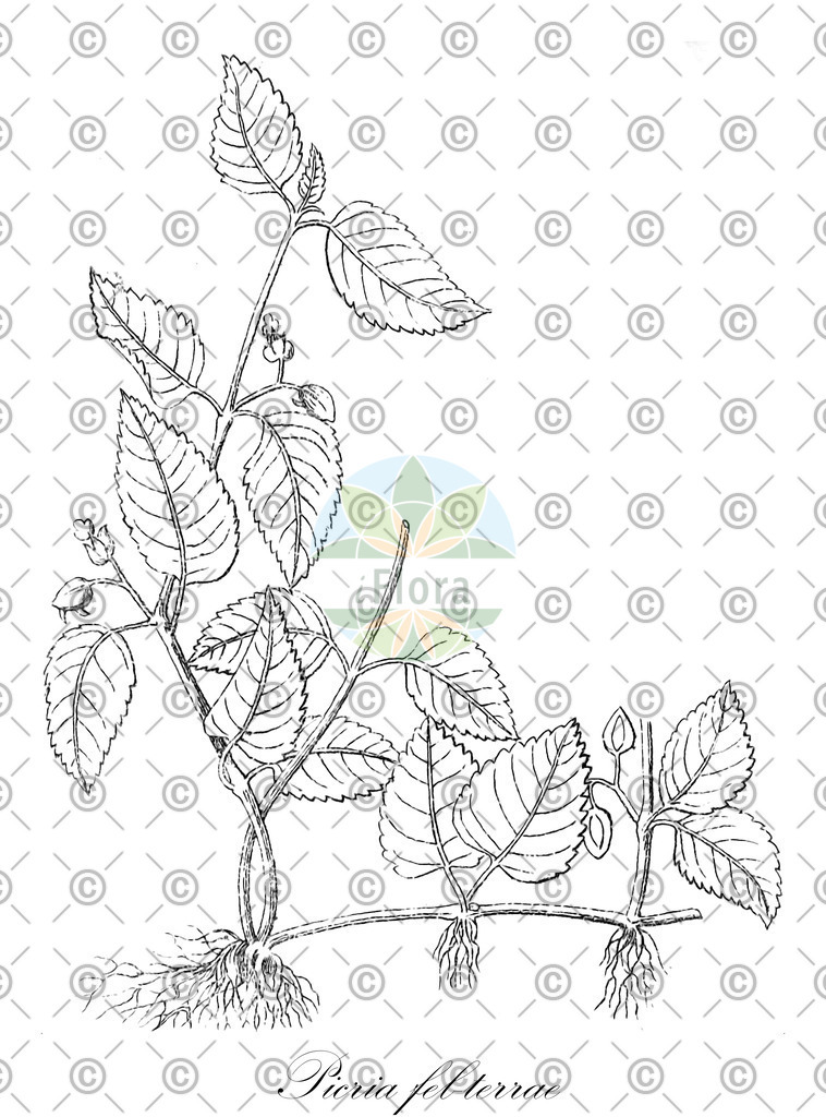 HistAbb_wfo-0000273293_1_ENZY_Simple | Historische Abbildung von Picria fel-terrae - Linderniaceae | Historical Illustration of Picria fel-terrae - Linderniaceae