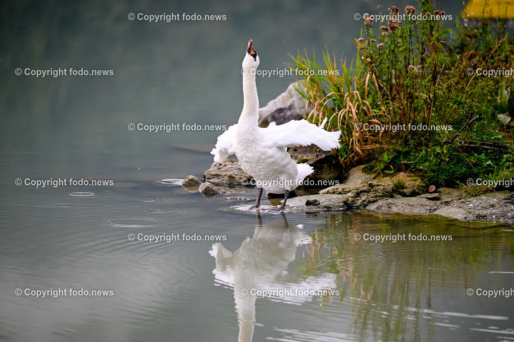 Schwan_ 24.10.2025-3 | 24.10.2025, Linz, AUT, Schwan, im Bild Themenbild, Schwan, See, Spiegelung, Wasser, Ufer, Natur, Ruhe, Herbst, Steine, Pflanzen, Wildtier, Idylle, Tierfotografie, Morgendaemmerung, friedlich, Feature, Symbolbild