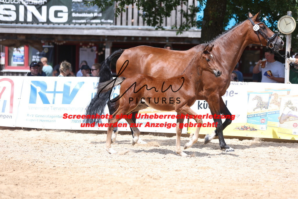 Fohlenschau_Schwäbisch_Hall_springbetonte_Fohlen_KN 31_5 | lmwpictures - Realisiert mit Pictrs.com