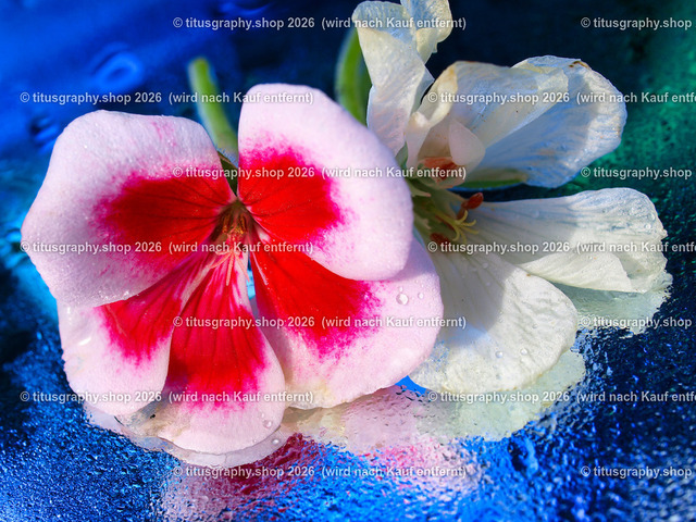 titusgraphy_P6298345-vz-ln | titusgraphy-shop: Geschenkideen mit Qualitätsfotos. titusgraphy-shop: gift ideas with quality photos. titusgraphy-shop: idées cadeaux avec photos de qualité.  - Realisiert mit Pictrs.com