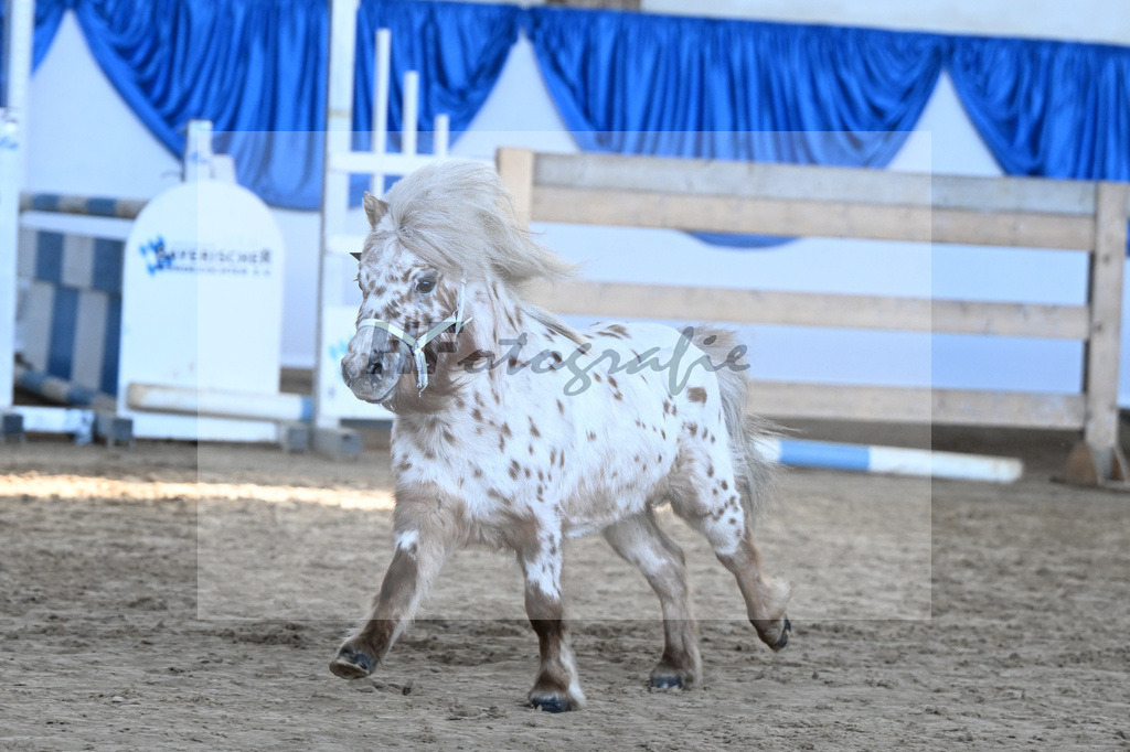 Kat-Nr. 18 Belis Nevada v. Napoleon_Hock_9260462 | hf-fotografie - Realisiert mit Pictrs.com