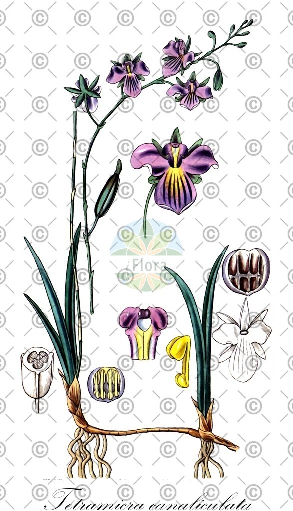 HistAbb_wfo-0000094090_1_ENZY_Simple | Historische Abbildung von Tetramicra canaliculata - Orchidaceae | Historical Illustration of Tetramicra canaliculata - Orchidaceae
