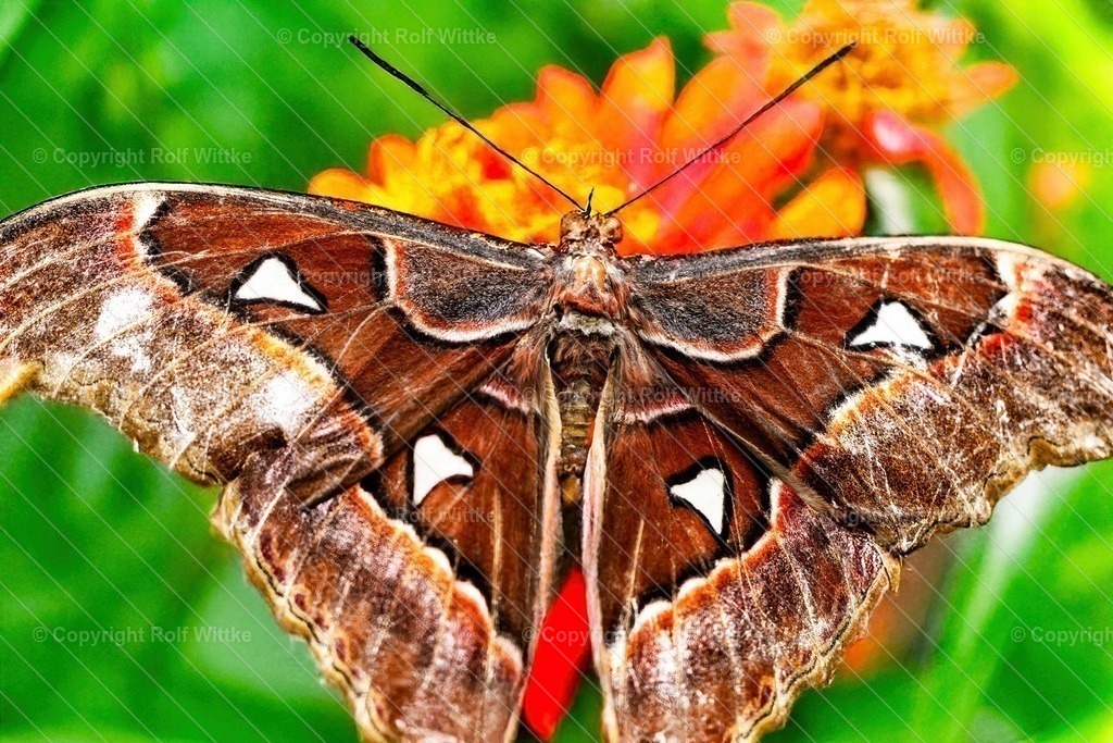 Falter1.1 | Rolf Wittke  - Realisiert mit Pictrs.com