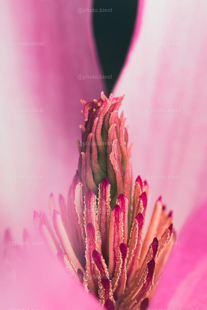 IMGC1447 | photobiest - Realisiert mit Pictrs.com