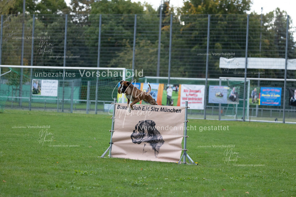 _16A4687 | Einzigartige Fotos von Hunden & Menschen –Actionfotos, Portraits, Vereinsaufnahmen & Paarshootings – authentisch, lebendig & mit Herz.