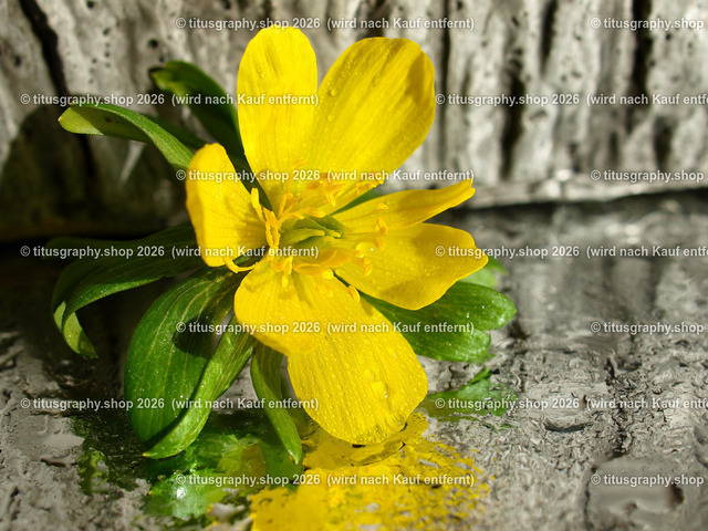 titusgraphy_P3034789-vz-ln - Kopie | titusgraphy-shop: Geschenkideen mit Qualitätsfotos. titusgraphy-shop: gift ideas with quality photos. titusgraphy-shop: idées cadeaux avec photos de qualité.  - Realisiert mit Pictrs.com