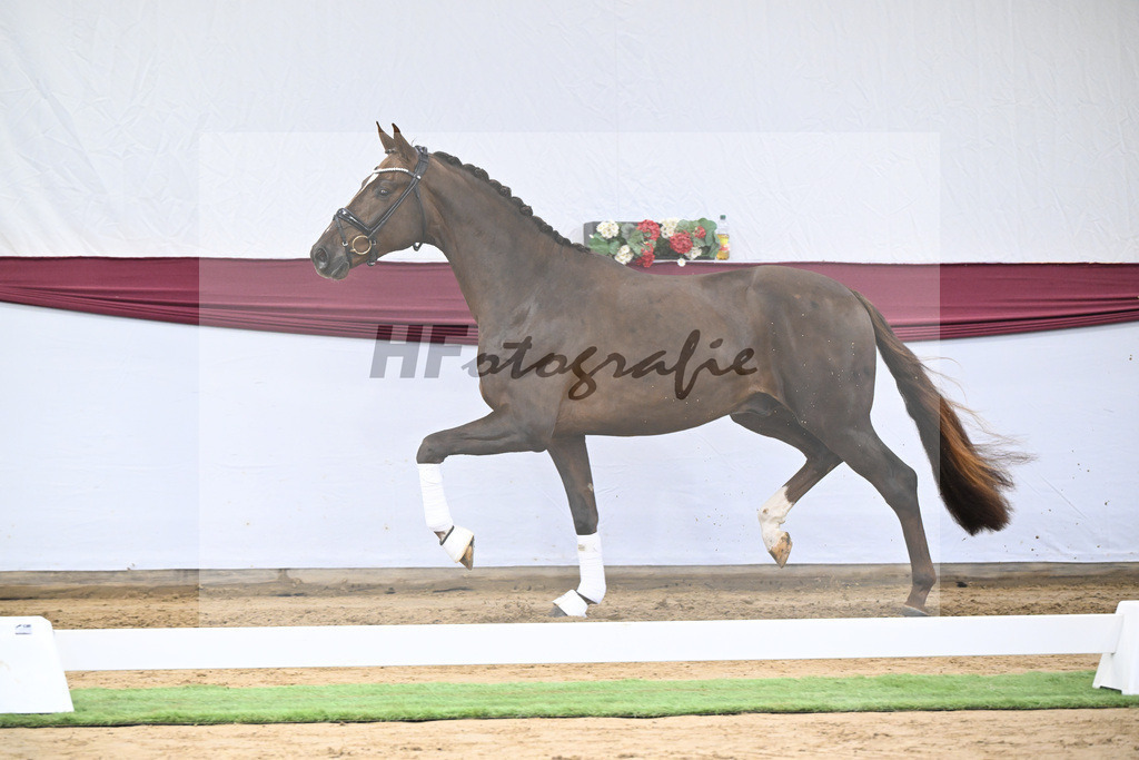 Kat-Nr. 15 Vitalis x Rock Forever I_Christoph Kuehnle_47250364 | hf-fotografie - Realisiert mit Pictrs.com