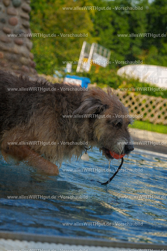 Hundeschwimmen_Grefrath_2026-allesWIRTHgut_Tierfotografie-09_57-FAY07875 | Professionelle Tierfotografie in Mönchengladbach von Daniel Wirth (allesWIRTHgut). Liebevolle & natürliche Bilder von Hunden & Katzen für unvergessliche Erinnerungen.