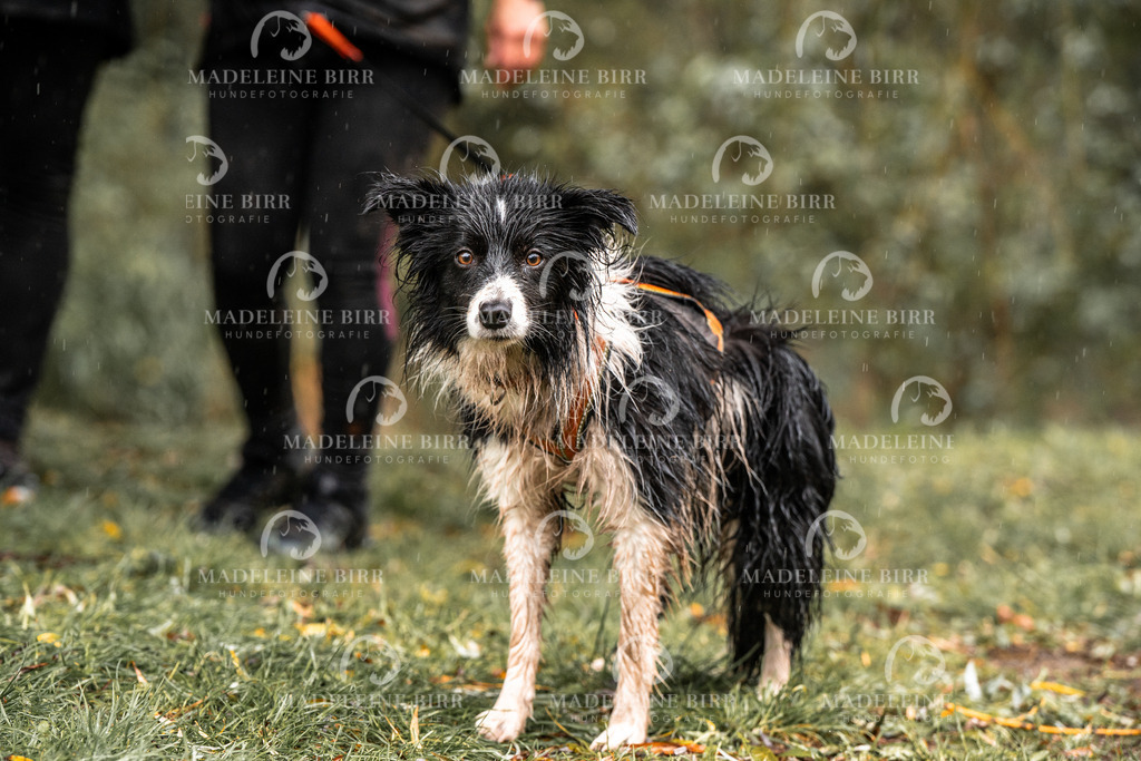 madeleinebirr-fotografie2025.campcanis.11-12Uhr-249 | hundefotografie-birr