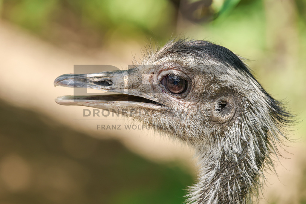 Rhea at Tierpark Herberstein // Nandu im Tierpark Herberstein | A rhea at Tierpark Herberstein in Styria, Austria. The scene shows the large flightless bird in its zoo enclosure and highlights its distinctive appearance, alert posture and natural behavior in the animal park environment. // Ein Nandu im Tierpark Herberstein in der Steiermark, Österreich. Die Szene zeigt den großen flugunfähigen Vogel in seinem Gehege und hebt sein markantes Erscheinungsbild, seine aufmerksame Haltung und sein natürliches Verhalten im Tierpark hervor. - Realisiert mit Pictrs.com
