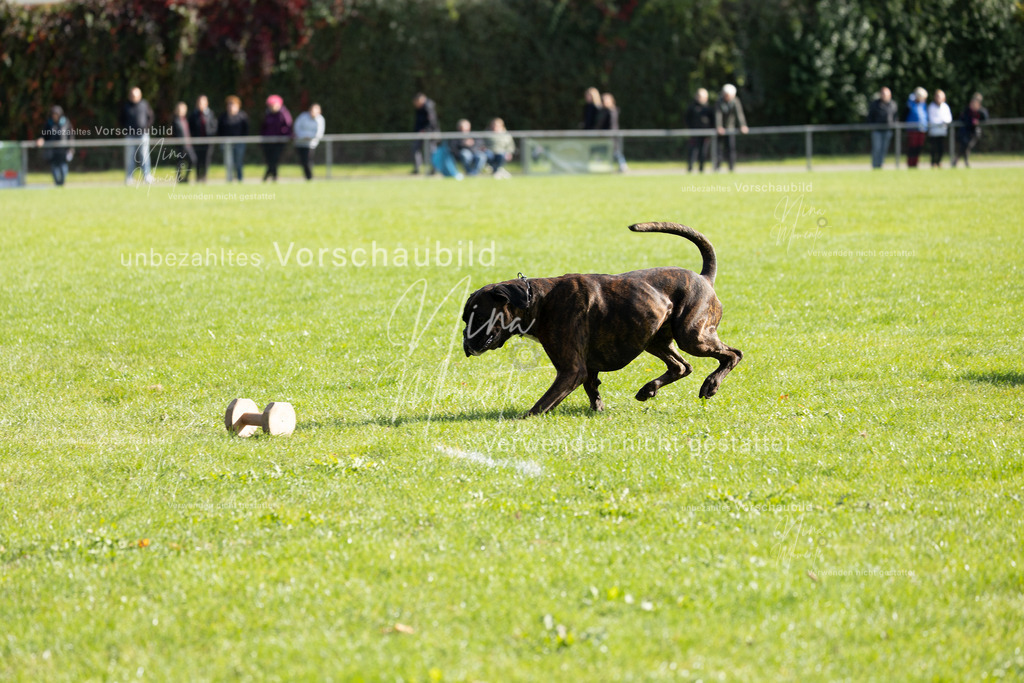 _16A6834 | Einzigartige Fotos von Hunden & Menschen –Actionfotos, Portraits, Vereinsaufnahmen & Paarshootings – authentisch, lebendig & mit Herz.