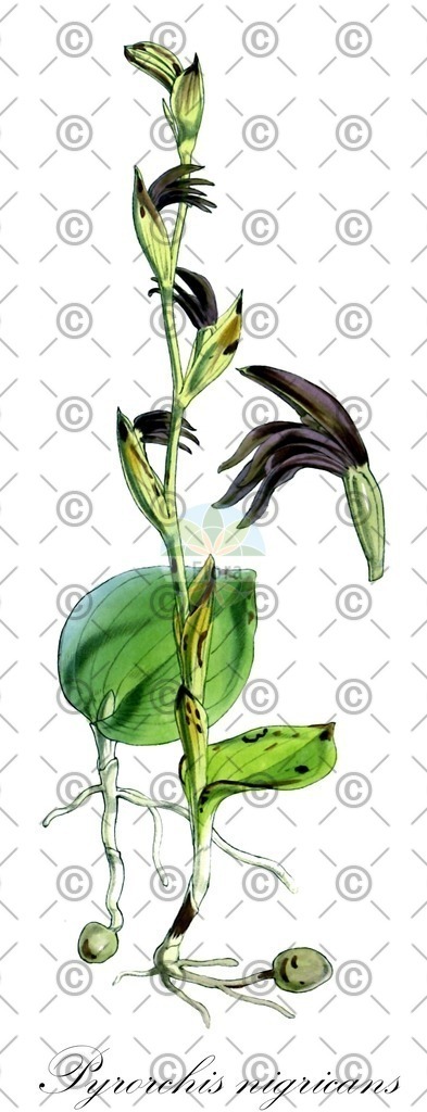 HistAbb_wfo-0000779272_1_ENZY_Simple | Historische Abbildung von Pyrorchis nigricans - Orchidaceae | Historical Illustration of Pyrorchis nigricans - Orchidaceae