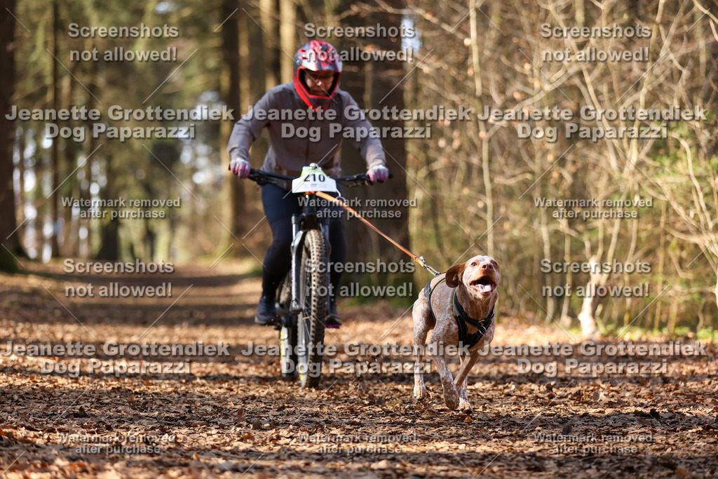 Dog Paparazzi - VCC26-1069 | Dog Paparazzi Jeanette Grottendiek Fotografie & Videografie - Realisiert mit Pictrs.com