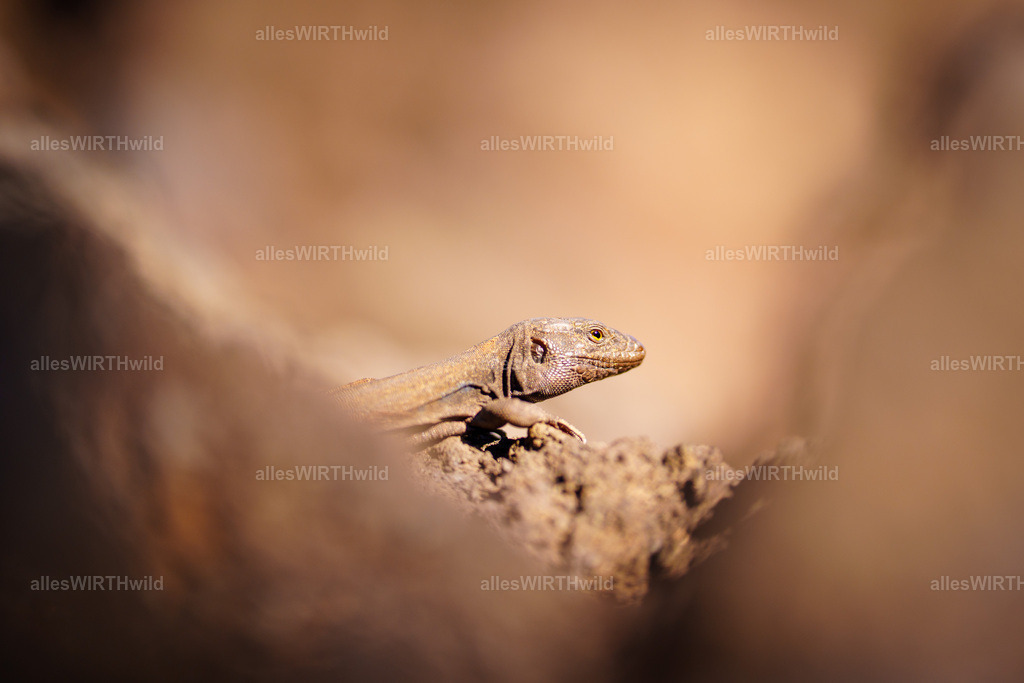 allesWIRTHgut Tierfotografie - allesWIRTHgut.de - 7IV00334 | Entdecke die faszinierende Welt der Natur- und Wildlife-Fotografie von Daniel und Bärbel. Inspirierende Bilder von wilden Tieren und kleinen Naturwundern.