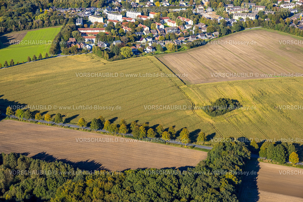 Bergkamen241006462Maiwald | Luftbild, dreieckige Baumgruppe auf einem Feld an der Lünener Straße, Acker, Feld, Baumgruppe, Landwirtschaft, Weddinghofen, Bergkamen, Ruhrgebiet, Nordrhein-Westfalen, Deutschland
