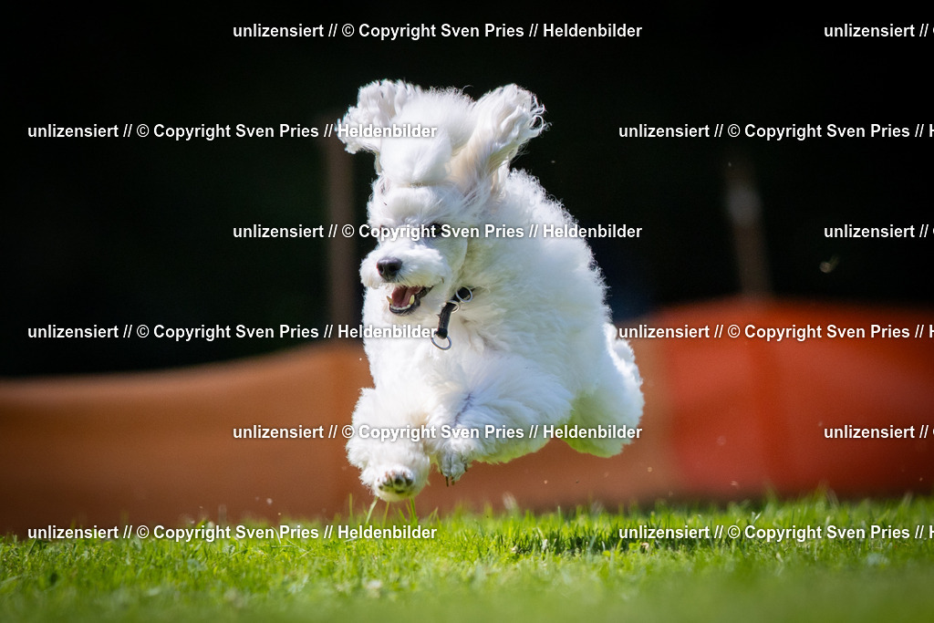 Sven Pries | 2025-08-10 - Hunderennen Durlach - Realisiert mit Pictrs.com