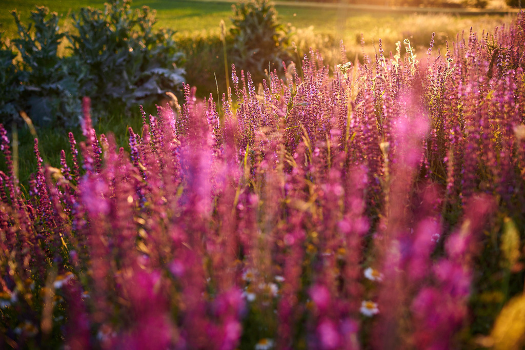 Blutweiderich in der Landschaft | Pillichsdorf, Austria - June 06, 2015: Blutweiderich in der Landschaft. - Realisiert mit Pictrs.com