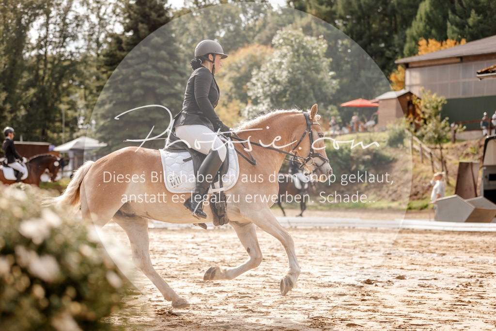 3I6A7062 | Stimmungsvolle Portraits und Reitsportfotografie im Ruhrgebiet und im Münsterland.

Pferdefotografie, Hundefotografie, Tierfotografie, Reportagen, Portraits von Tier und Mensch, Turnierfotografie in Bochum, Recklinghausen, Marl, Haltern am See, Dülmen.. - Realisiert mit Pictrs.com