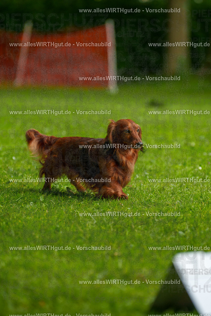 @allesWIRTHgut_Tierfotografie - www.allesWIRTHgut.de - 090804-7R506570 | Professionelle Tierfotografie in Mönchengladbach von Daniel Wirth (allesWIRTHgut). Liebevolle & natürliche Bilder von Hunden & Katzen für unvergessliche Erinnerungen.
