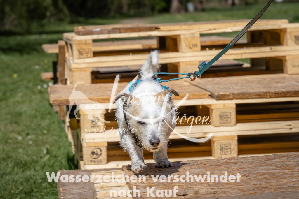 1303_ZZ95285 | kk-dogfotos