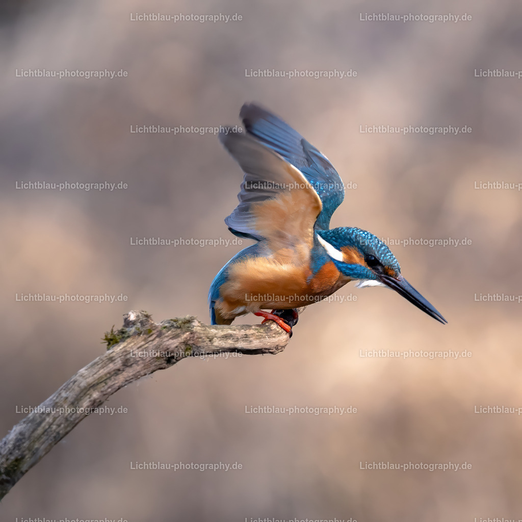 Eisvogel-14 | Hans-Bernd Lichtblau Photography. Finden Sie wunderschöne Fotografien aus Landschaft und Natur.  - Realisiert mit Pictrs.com