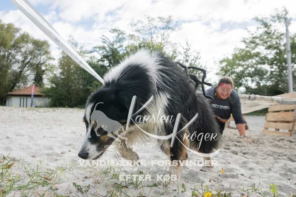 1310_ZZ95717 | kk-dogfotos