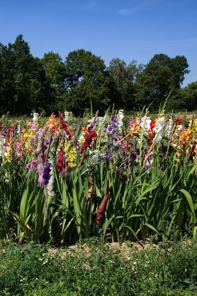 NatureArt-GLADIOLEN_0155b | Alles in die Höhe | #004 | Modell: Christina | Foto: Alexander Große-Strangmann - Realisiert mit Pictrs.com
