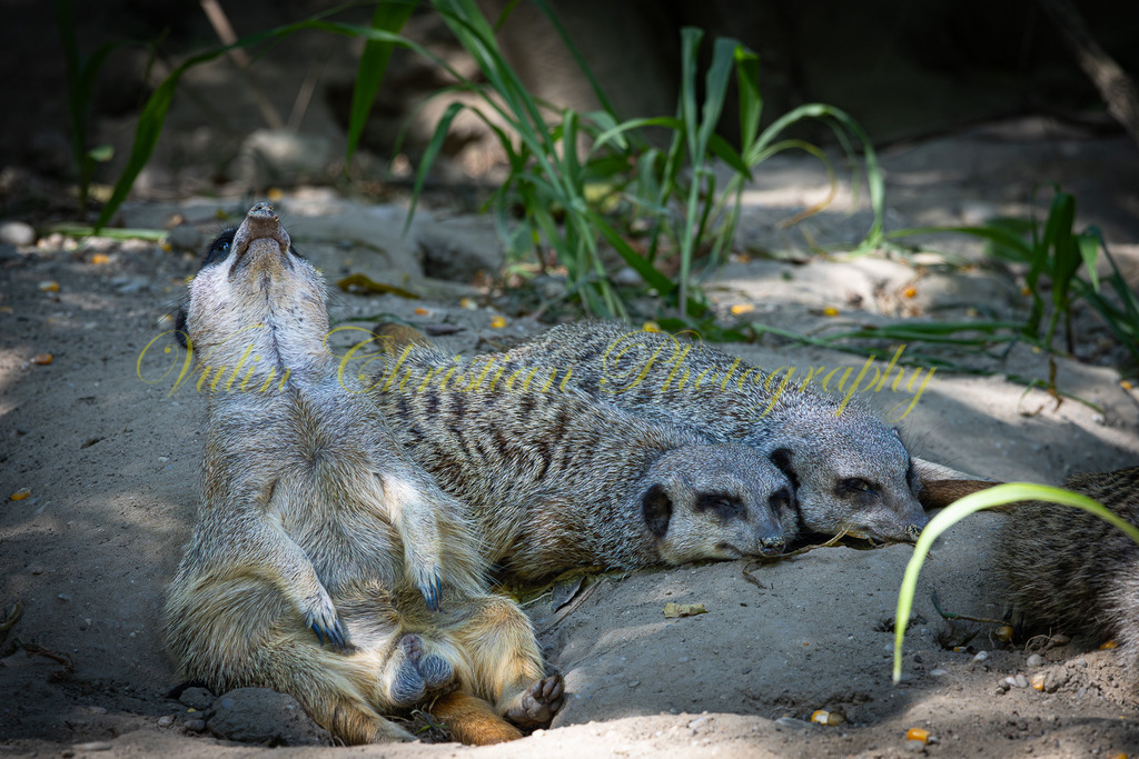 P 91 | Christian Vulin  - Realisiert mit Pictrs.com