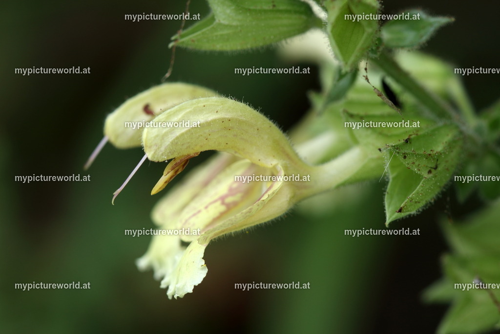 Klebriger Salbei-002 | Das Bilderarchiv über Tiere, Planzen und Landschaften. In der Bilddatenbank finden Sie ein große Auswahl an hochwertigen Bilder für Ihre Werbung - Realisiert mit Pictrs.com