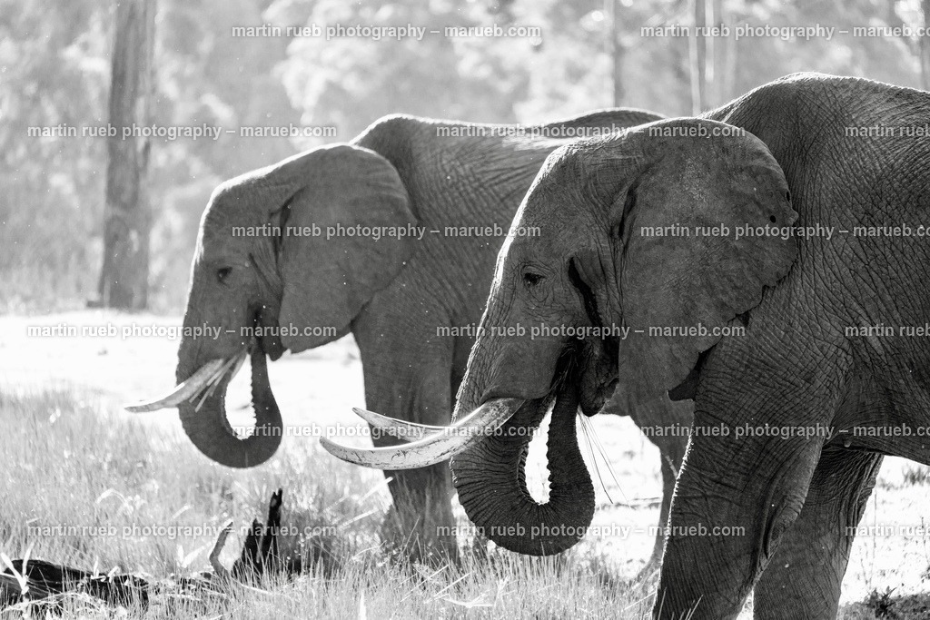 Elephant's supper in gray | South African elephants enjoy their supper - Realisiert mit Pictrs.com