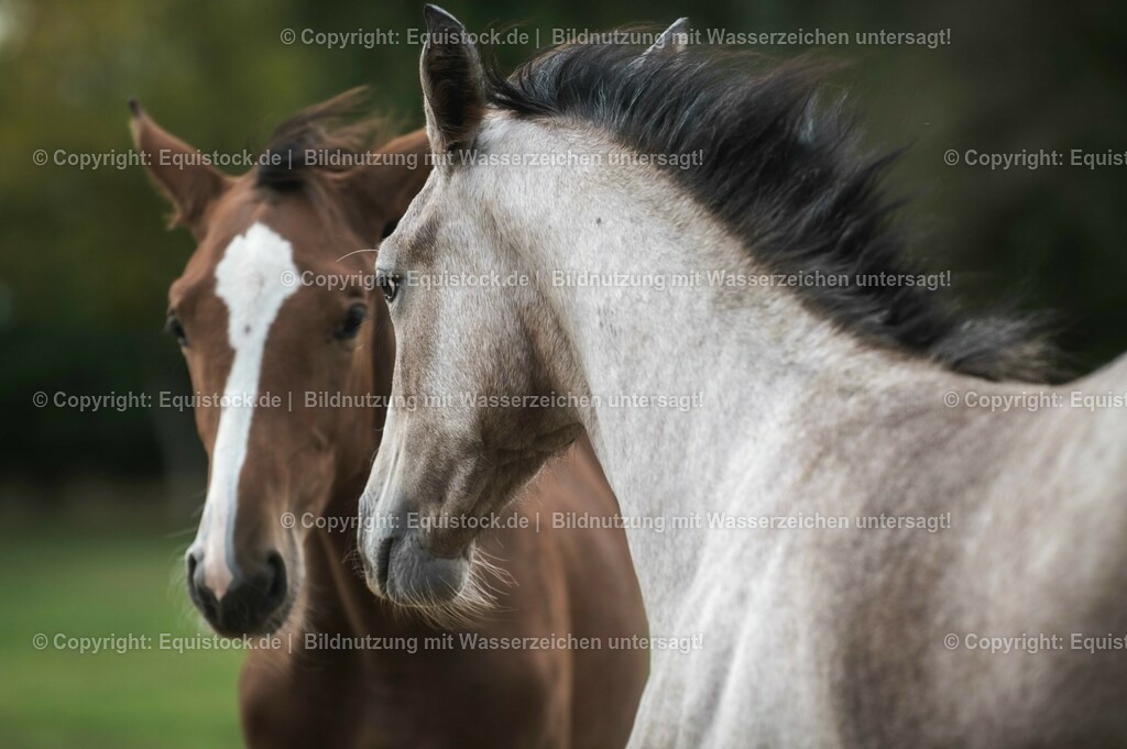 20201005_Fohlen_0082 | equistock